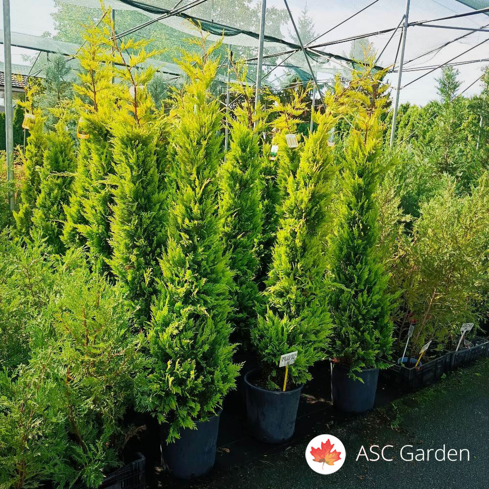 Cupressocyparis leylandii Gold Rider 175-200 cm - Slika 2