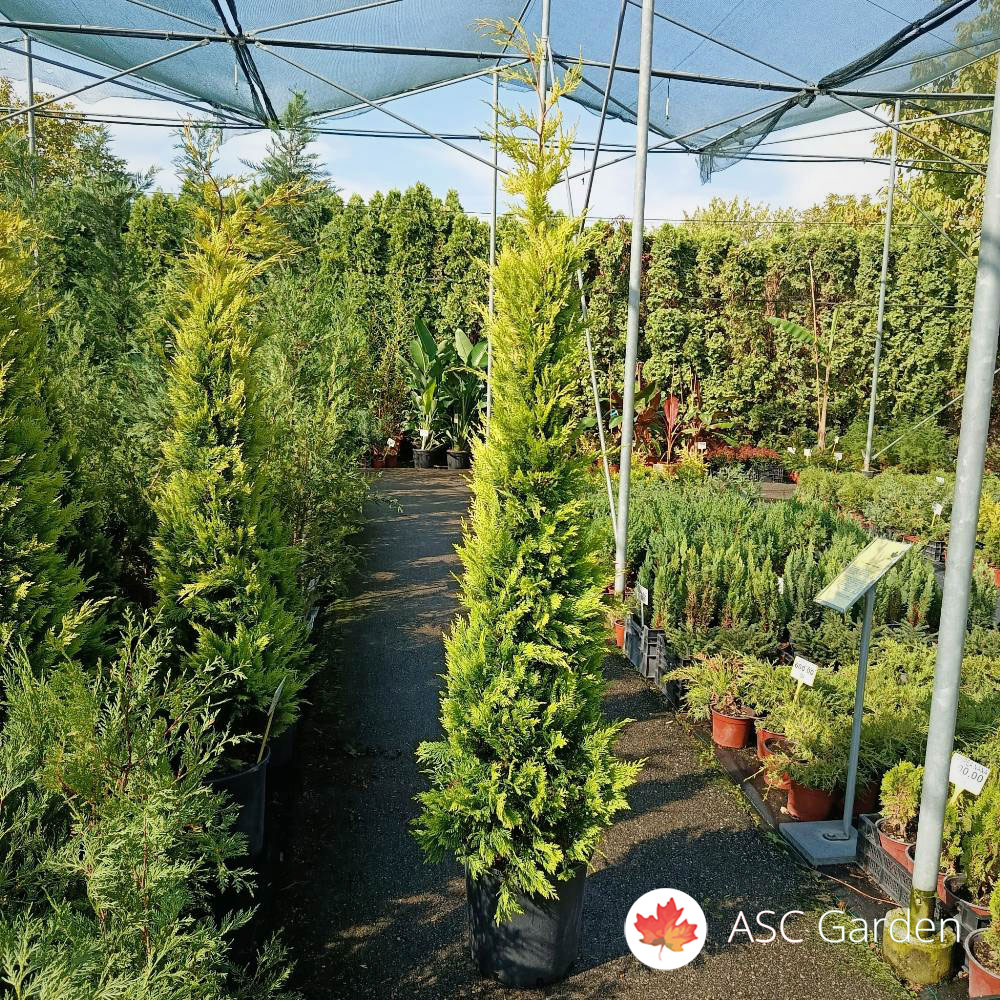 Cupressocyparis leylandii Gold Rider 175-200 cm - Slika 3