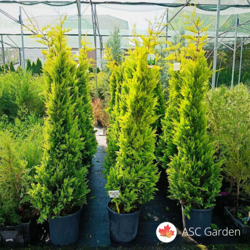 Cupressocyparis leylandii Gold Rider 175-200 cm