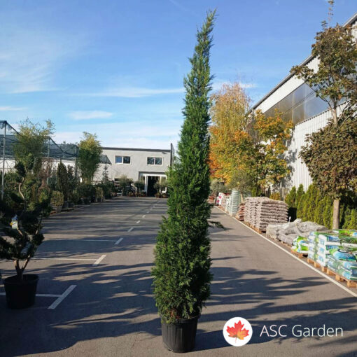 Cupressocyparis leylandii pyramidalis '2001' 300-350 cm