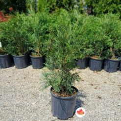 Cupressocyparis leylandii visine 60-90 cm