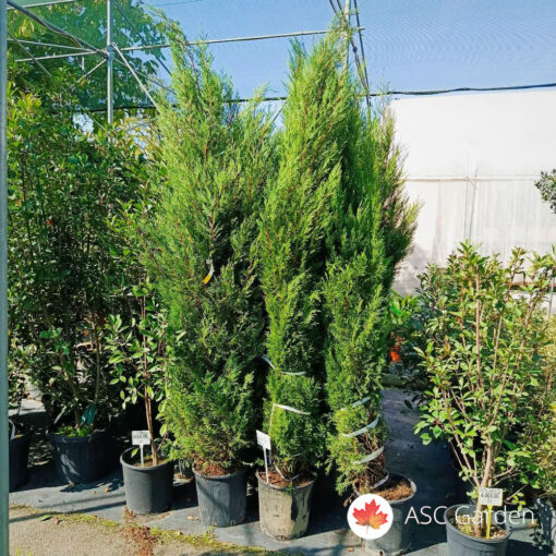 Cupressocyparis leylandii ‘Blue Jeans’ 200–250 cm C25