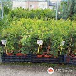 Cupressocyparis leylandii ‘Castlewellan Gold’ 70 cm