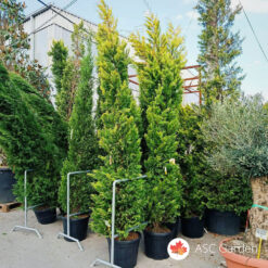 Cupressocyparis leylandii Gold Rider 300 - 350 cm