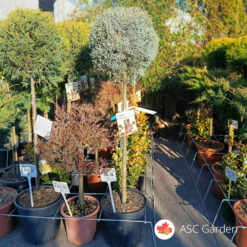 Cupressus Arizonica fastigiata 125 cm