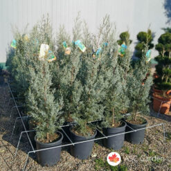 Cupressus arizonica Fastigiata 90-100 cm
