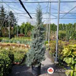 Cupressus arizonica ‘Fastigiata’ 200–250 cm – CLT 25