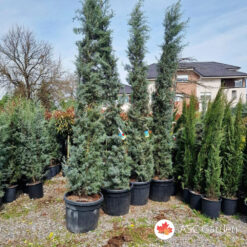 Cupressus arizonica ‘Fastigiata’ 300–350 cm – CLT 90