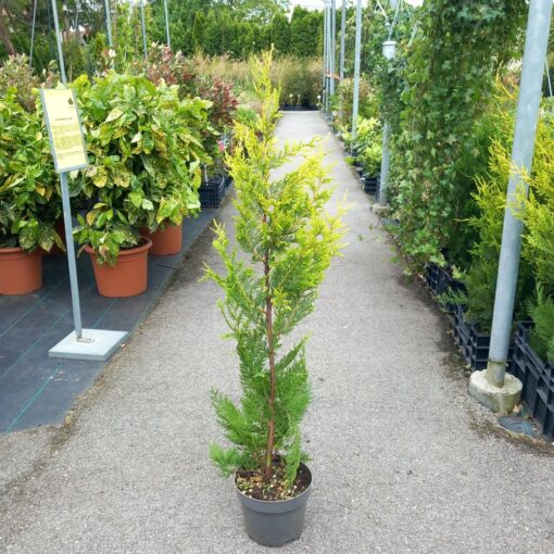 CUPRESSOCYPARIS leylandii 'Excalibur Gold' 120 - 140 cm