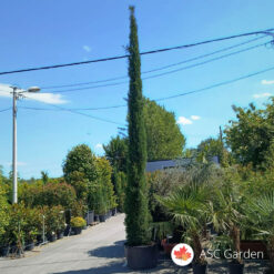 Cupressus italicus 5-6 m