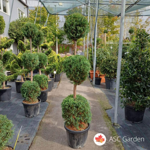 Cupressus leylandii Casteweland Gold 160cm