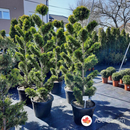 Cupressocyparis leylandii Gold Rider bonsai 180cm