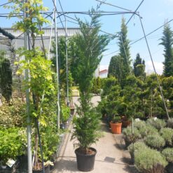 Cupressocyparis leylandii 310-340 cm