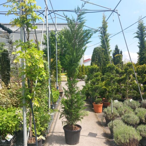 Cupressocyparis leylandii 310-340 cm