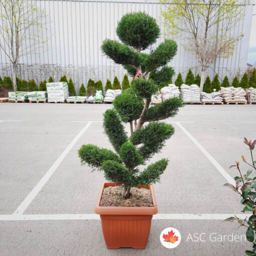 Cupressocyparis leylandi bonsai 140 cm