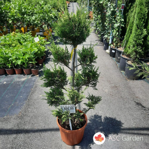 Cupressocyparis leylandii castle. Gold pon pon 80-90cm