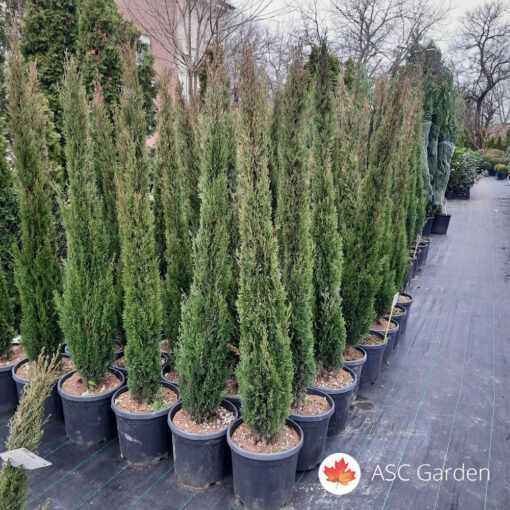 Cupressus sempervirens 'Totem' 80-100 cm