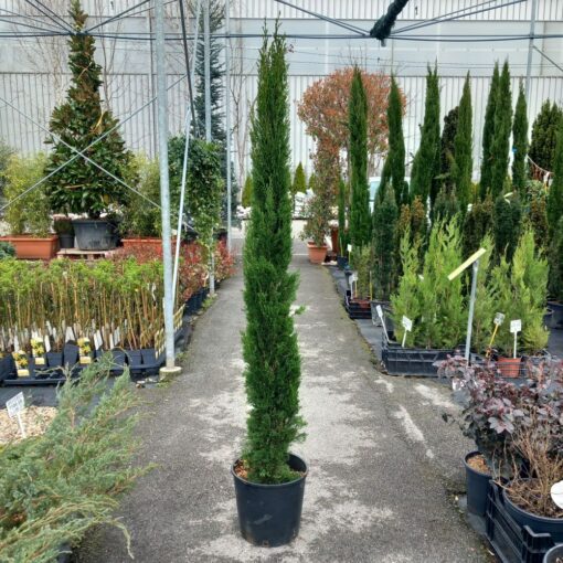 Cupressus sempervirens Totem 125 – 150 cm