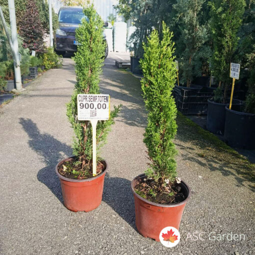 Cupressus Totem 50 -60 cm