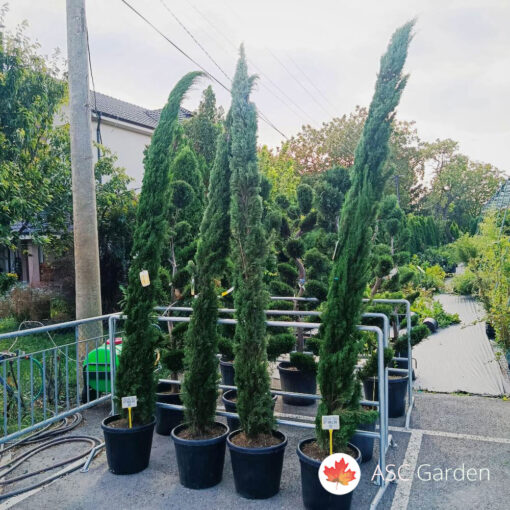 Cupressus sempervirens Totem 250-300 cm