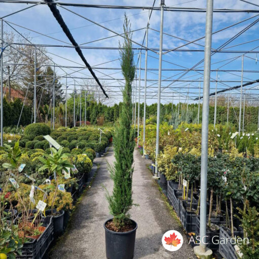 Cupressus sempervirens ‘Pyramidalis’ – 180/200 cm