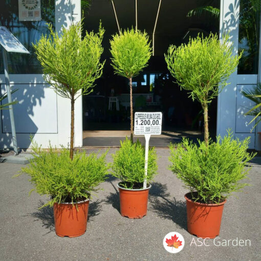 Cupressus Goldcrest Wilma duo - bol – Sobni čempres 85 cm