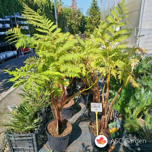 Cyathea cooperi – 120 cm fi 29 cm