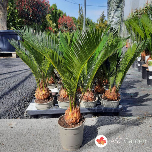Cycas revoluta – Cikas palma  30 cm