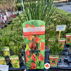 Cytisus-lena-