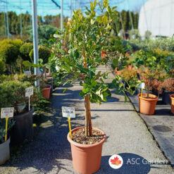 Citrus hystrix 110 cm