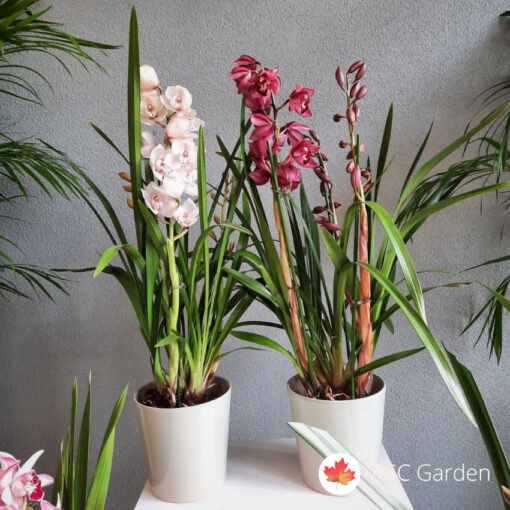 Cymbidium orhideja 70-80 cm