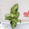 Dieffenbachia