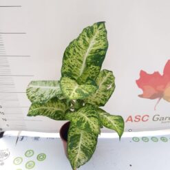 Dieffenbachia