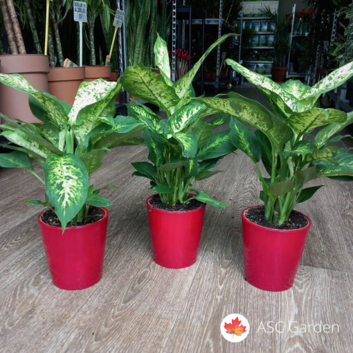 Dieffenbachia Compacta 30 cm