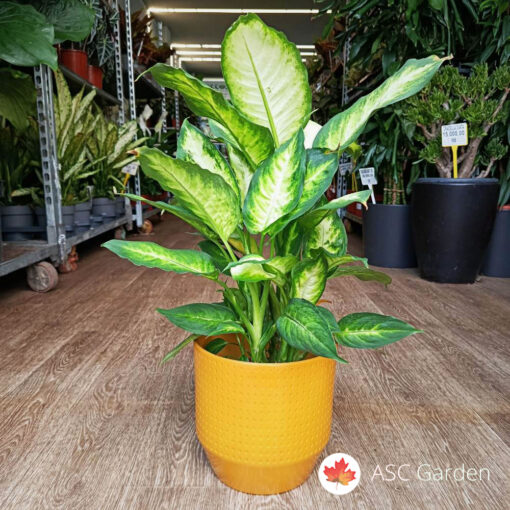 Dieffenbachia Camilla 60 cm