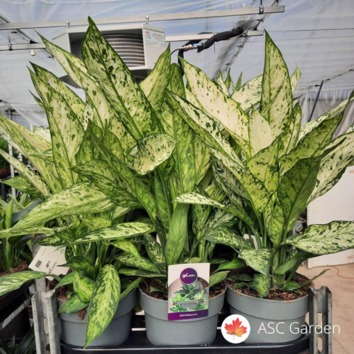 Dieffenbachia Vesuvius 60 cm