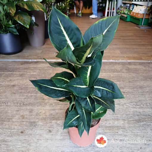 Dieffenbachia Green Magic 60 cm