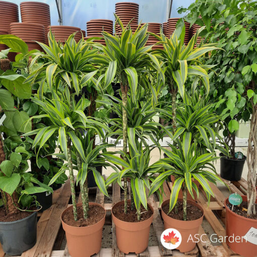 Dracaena Limon Lime 110 cm