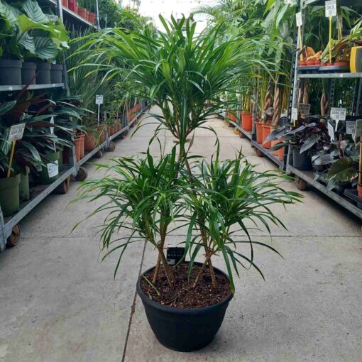 Dracena Reflexa 100 cm