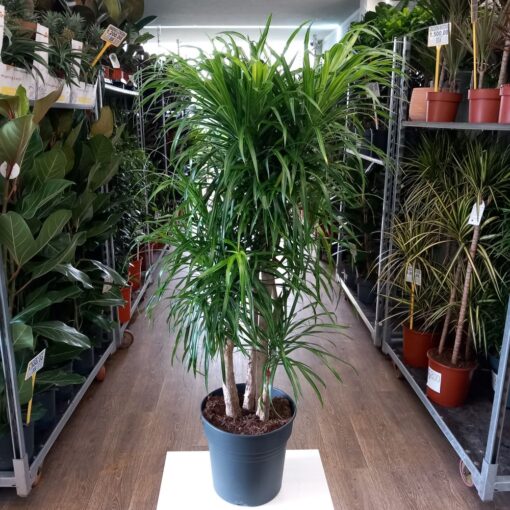 Dracaena Reflexa 'Anita' 120 cm