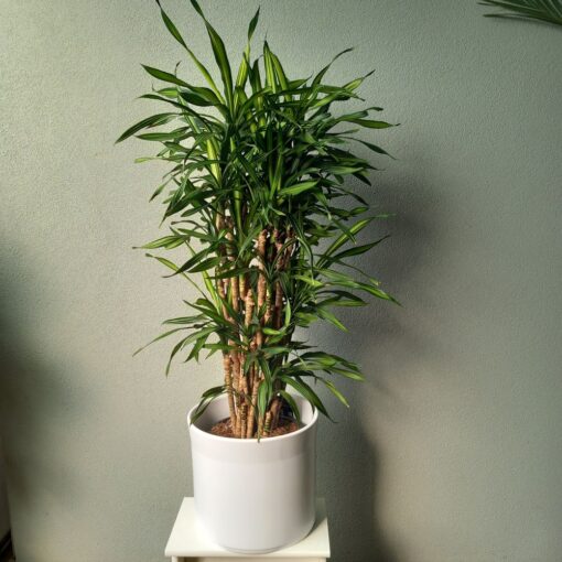 Dracaena Riki 140 cm