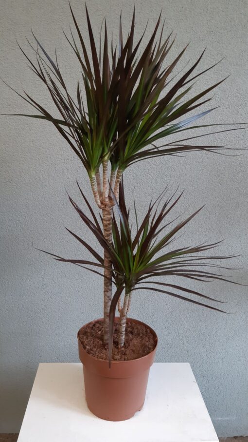Dracaena marginata Magenta 90 cm - 1 štapa