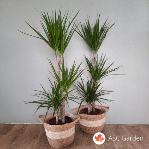 Dracaena marginata - 3 štapa 110cm