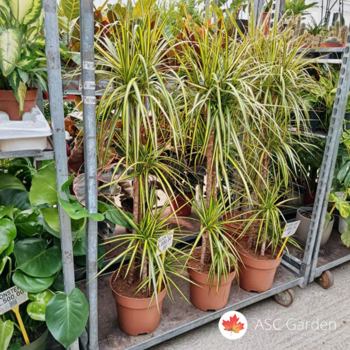 Dracaena marginata 'Sunray' 140 cm
