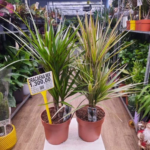 Dracaena mix 70 cm