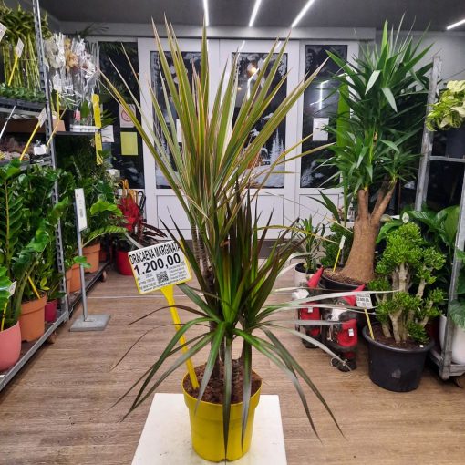 Dracaena mix 2 štapa 85 cm