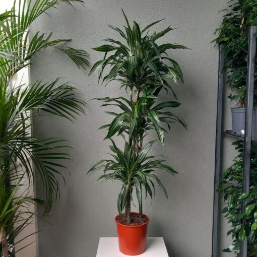 Dracaena Ulises 3 štapa  155 cm