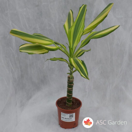 Dracaena Yellow Coast 40 cm