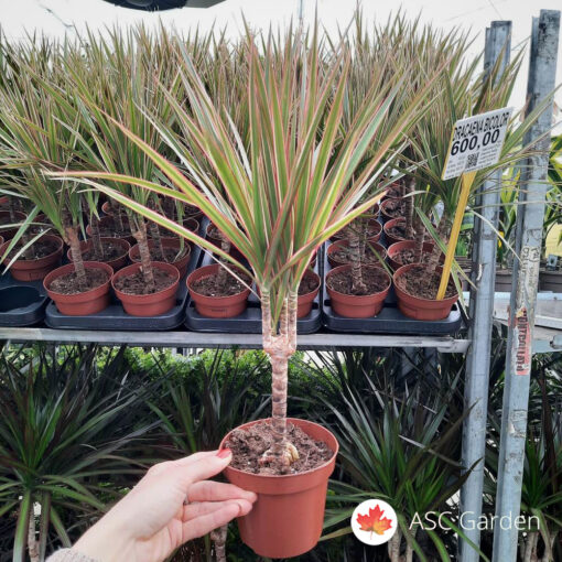Dracena Bicolor 40 cm