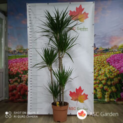 Dracaena marginata 170 cm